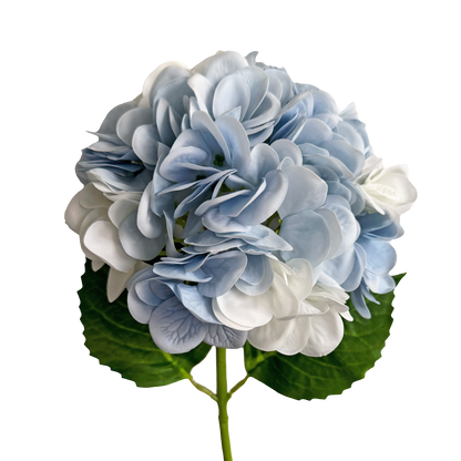 Hydrangea — After Rain Blue White