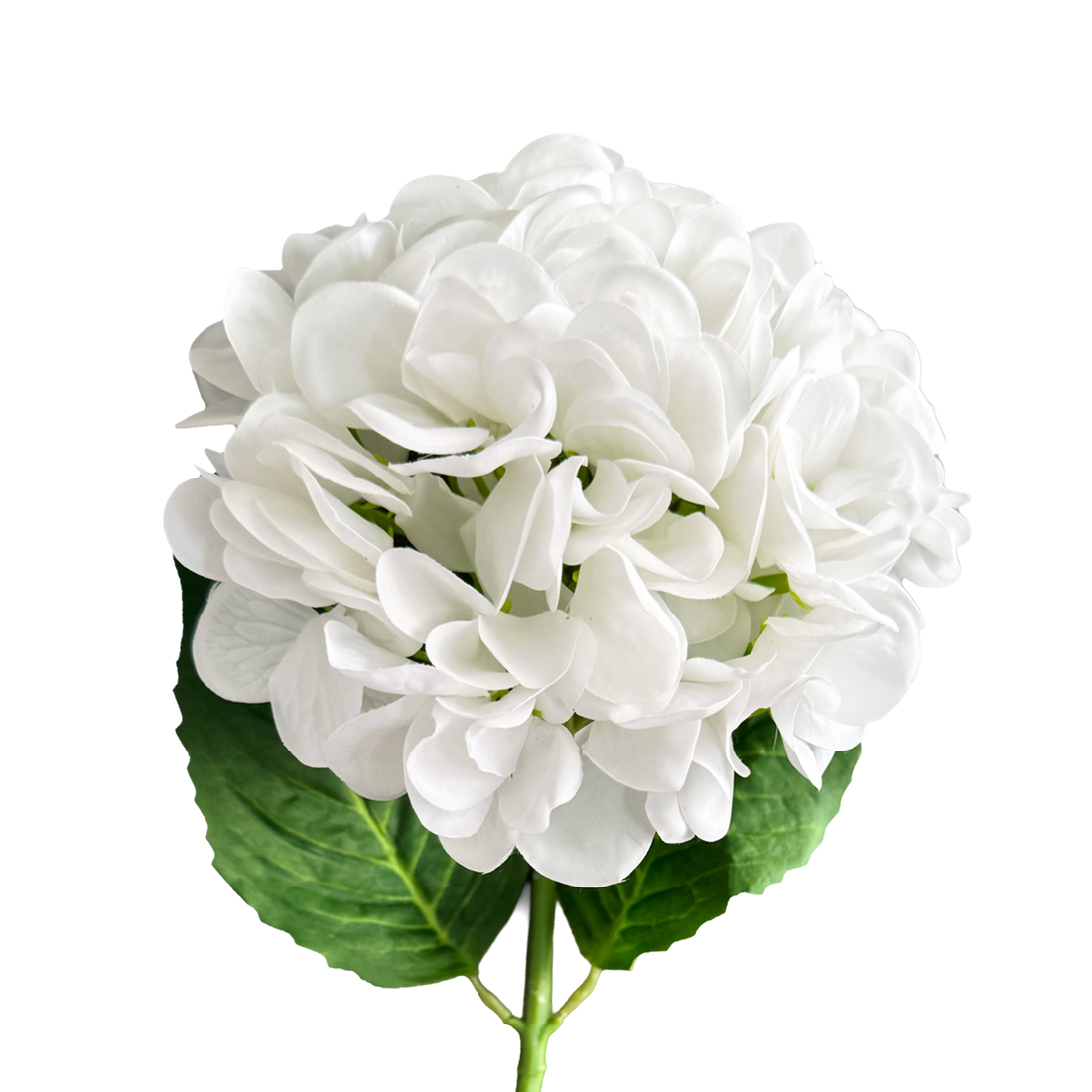 Hydrangea — Mist White