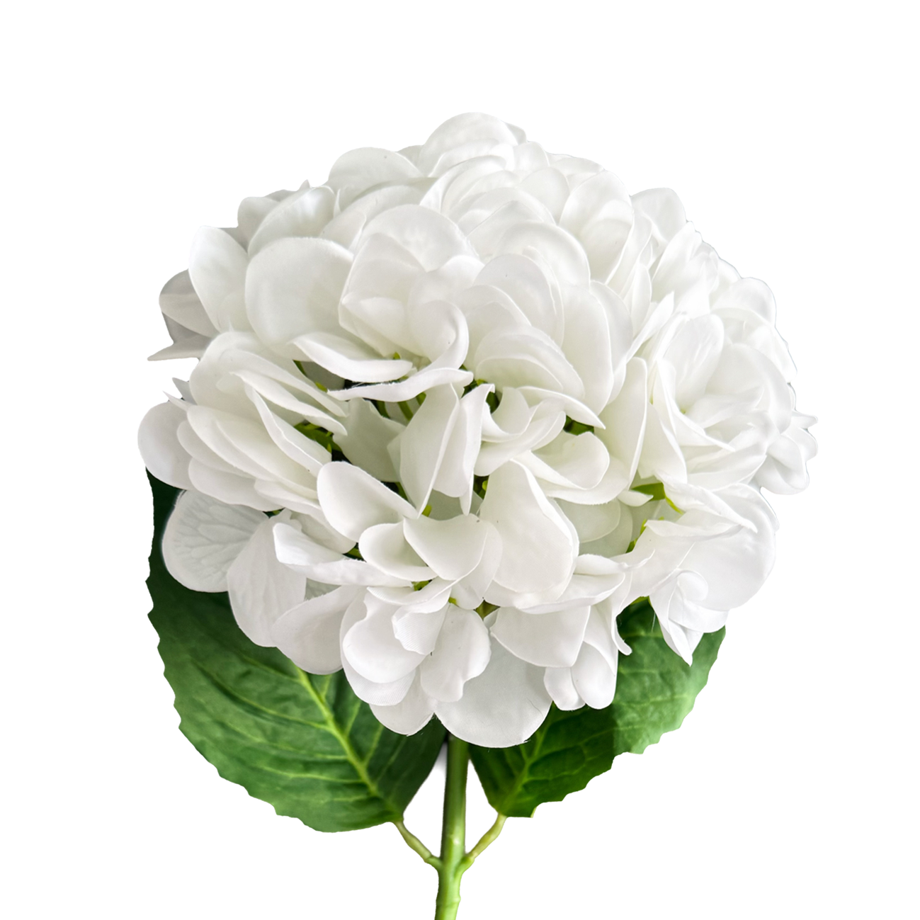 Hydrangea — Mist White