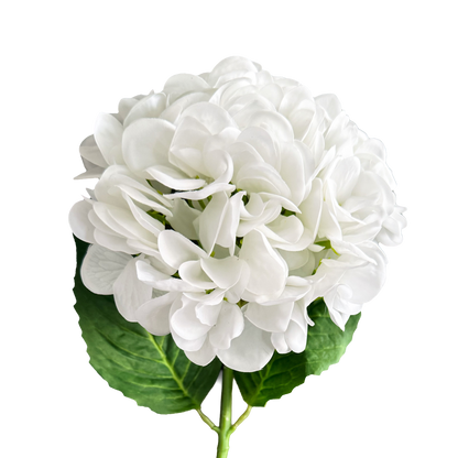 Hydrangea — Mist White