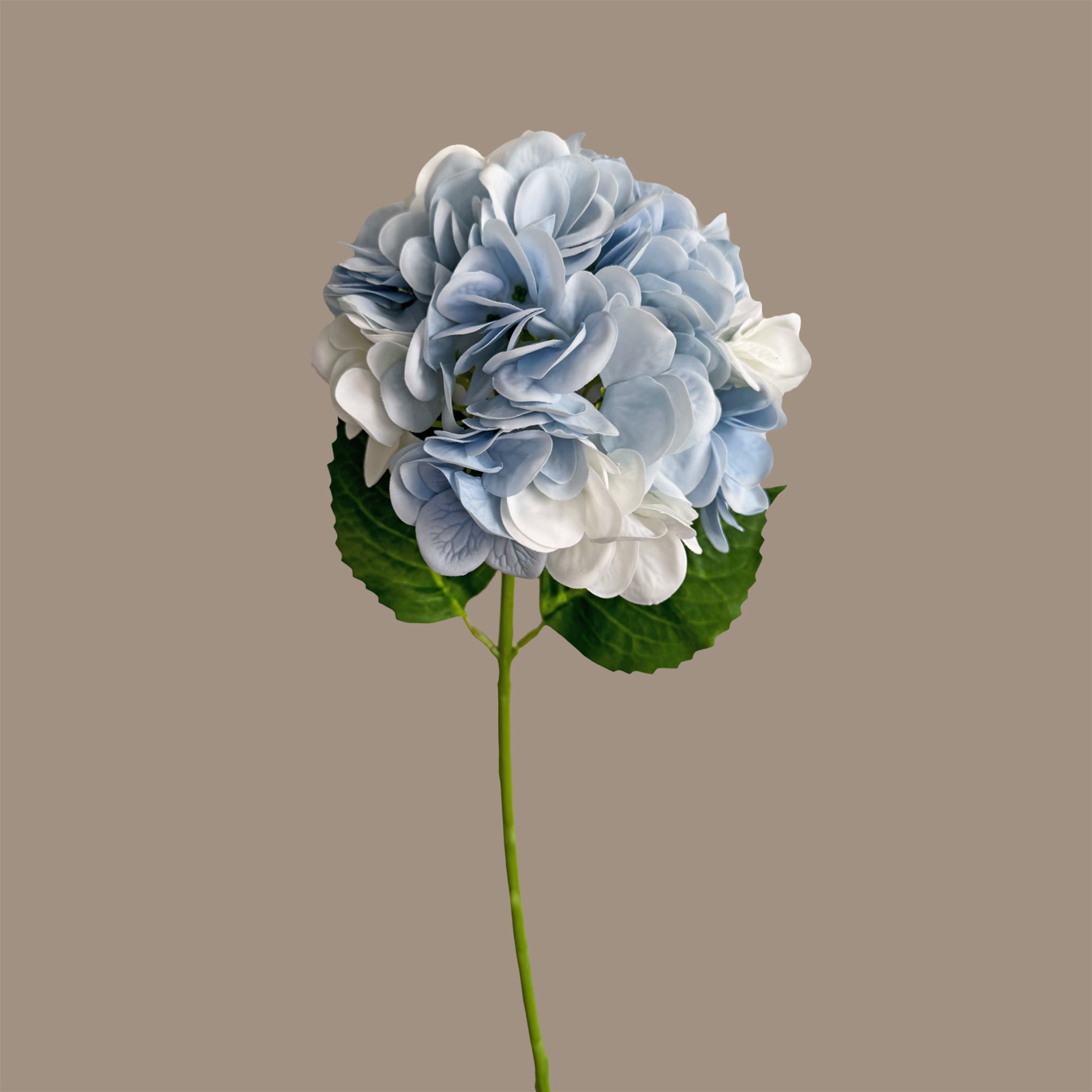 Hydrangea — After Rain Blue White