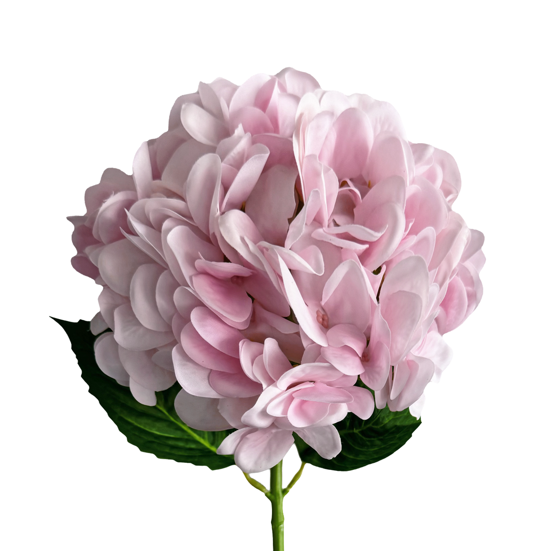 Hydrangea — Soft Pink