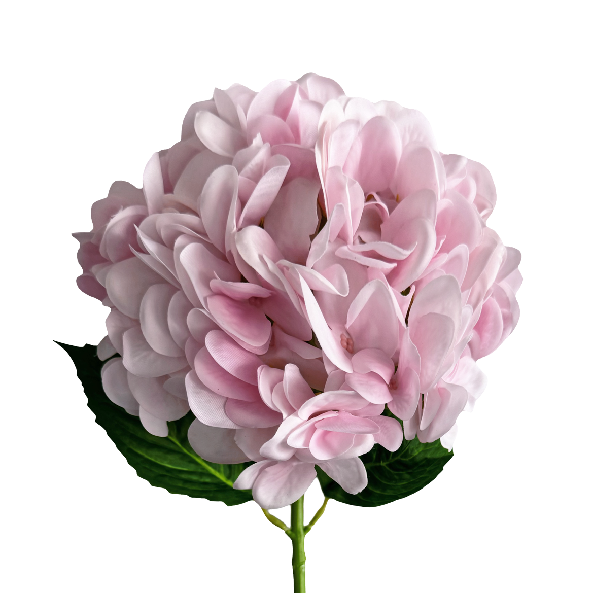 Hydrangea — Soft Pink