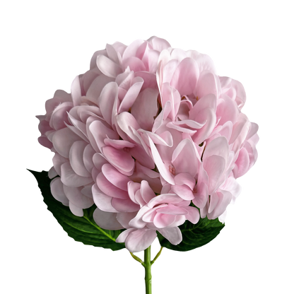 Hydrangea — Soft Pink