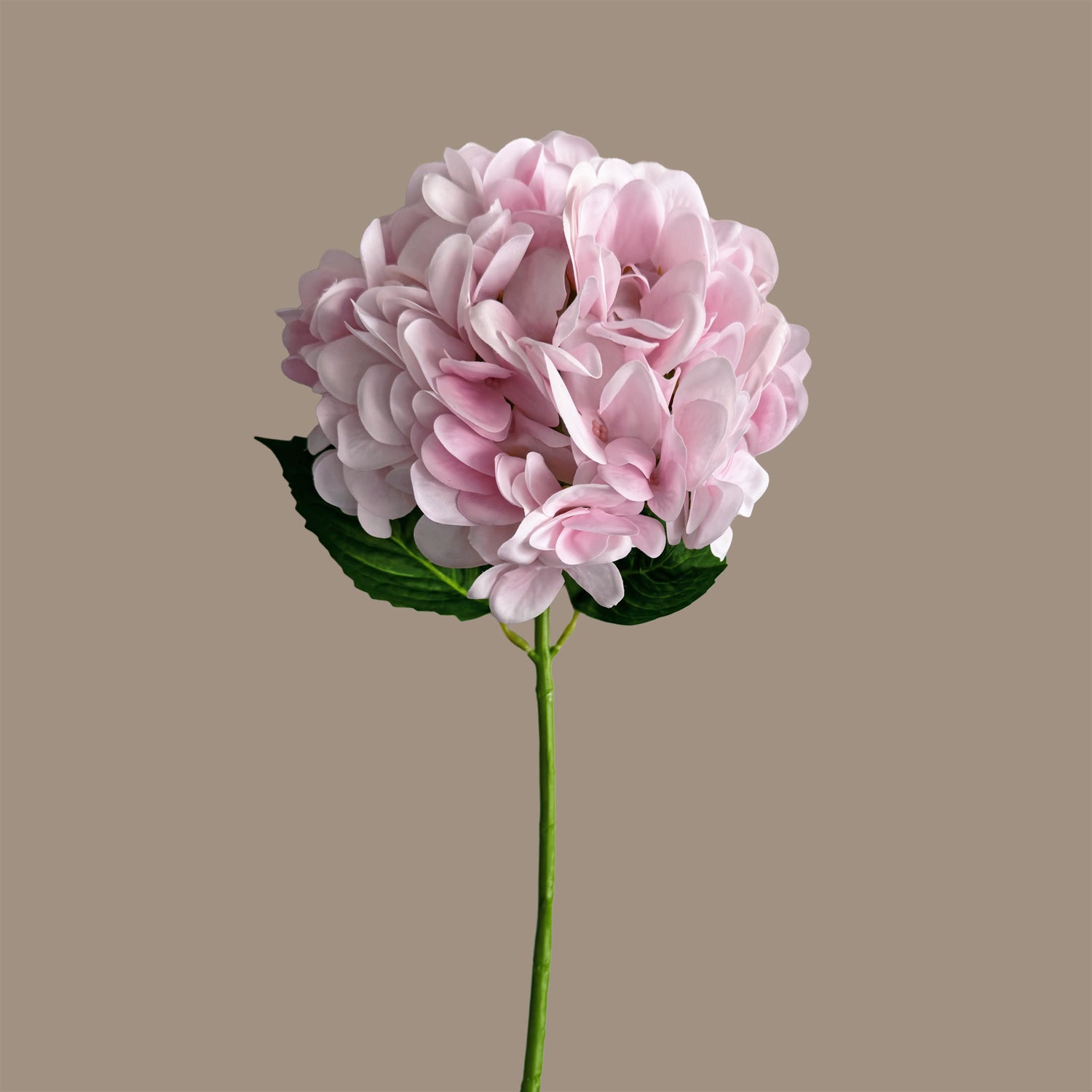 Hydrangea — Soft Pink