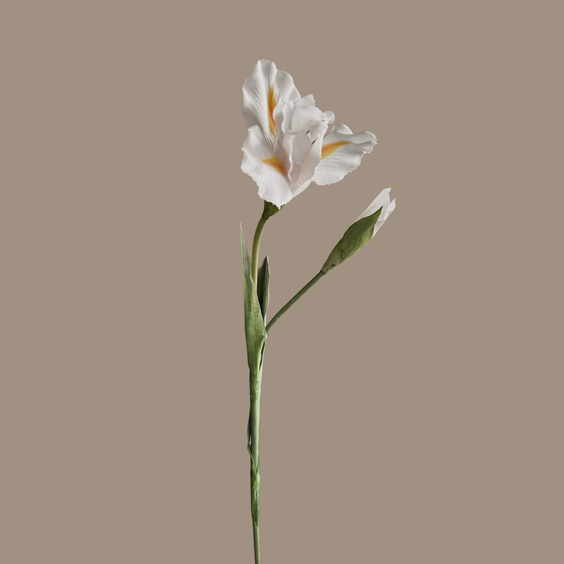 Iris — Bright White