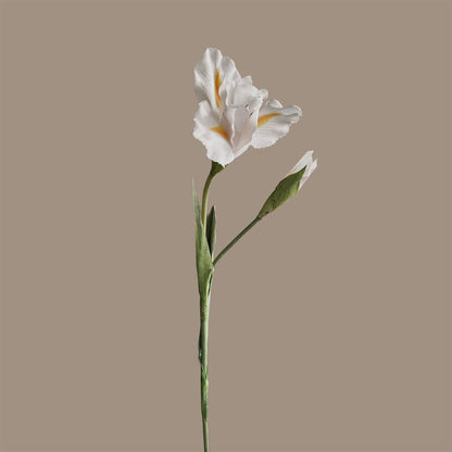 Iris — Bright White