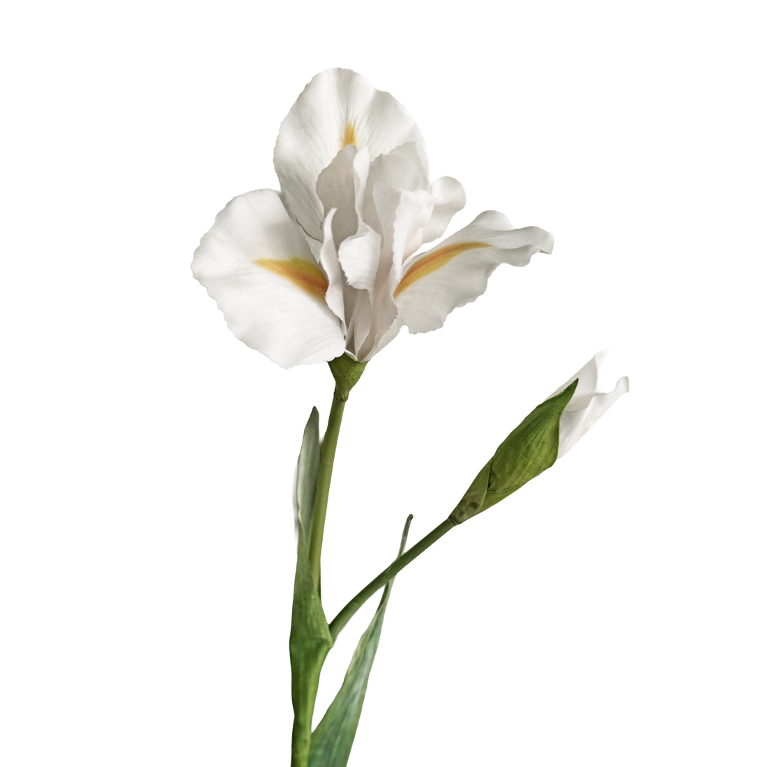 Iris — Bright White