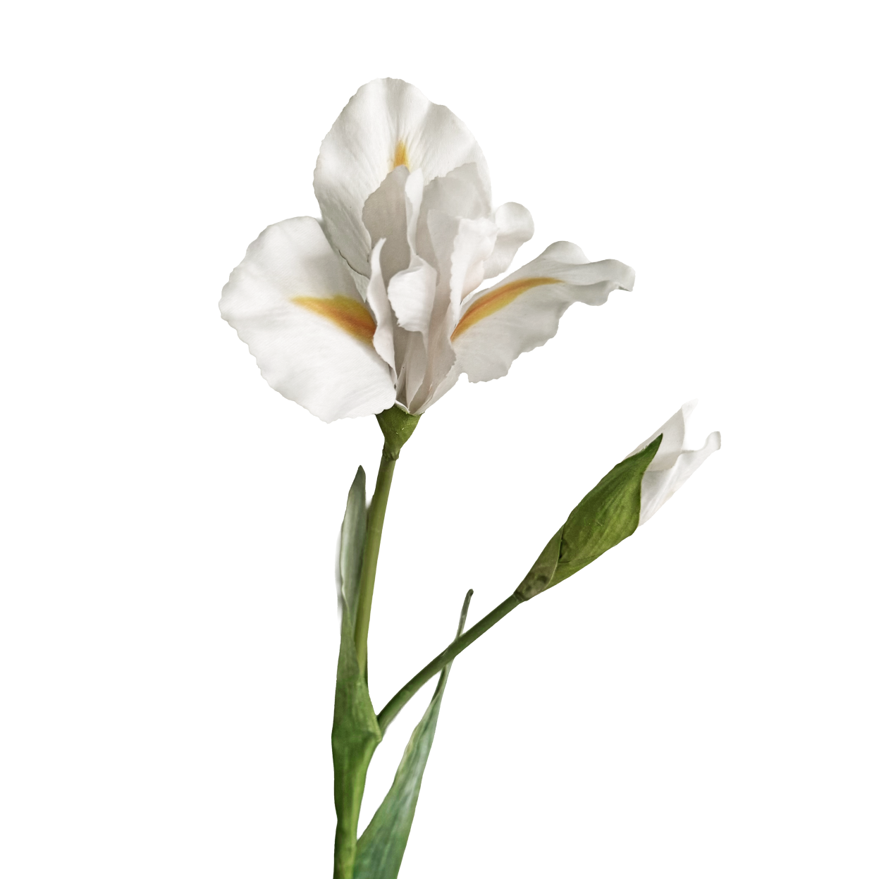 Iris — Bright White