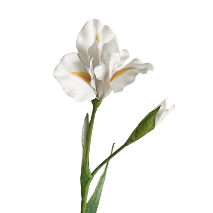 Iris — Bright White