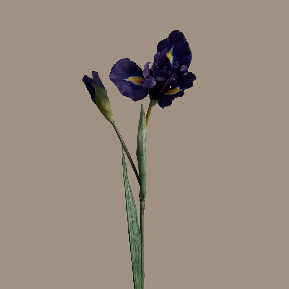 Iris — Indigo Purple