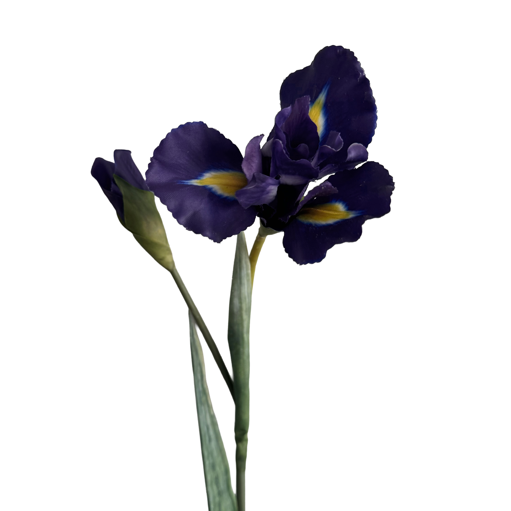 Iris — Indigo Purple