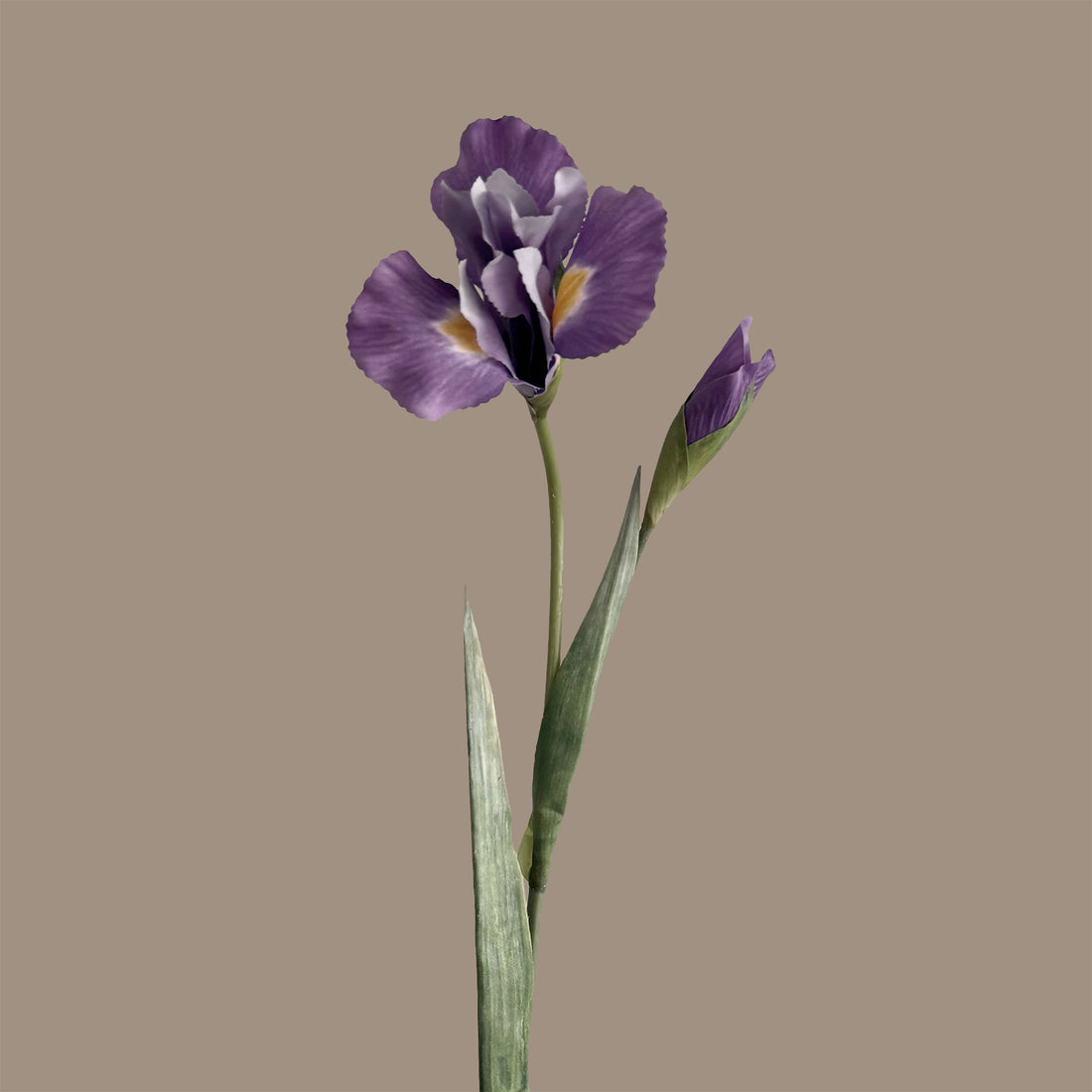 Iris — Lavender Purple