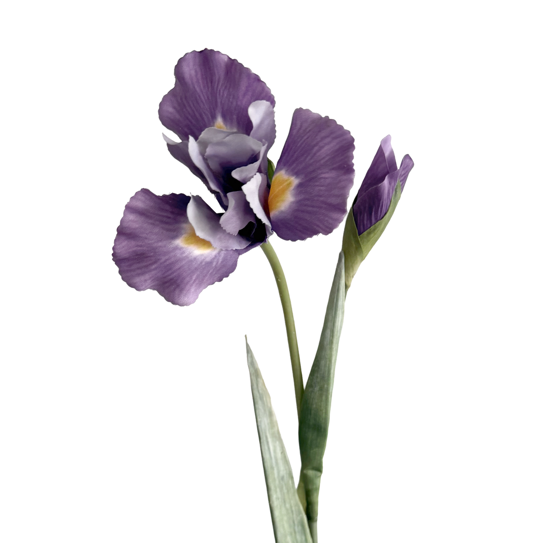 Iris — Lavender Purple