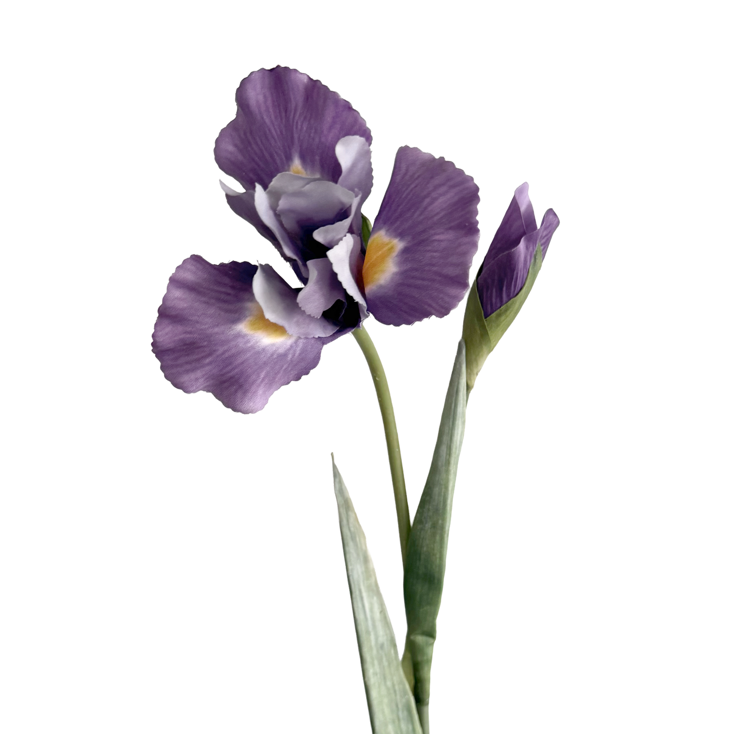 Iris — Lavender Purple