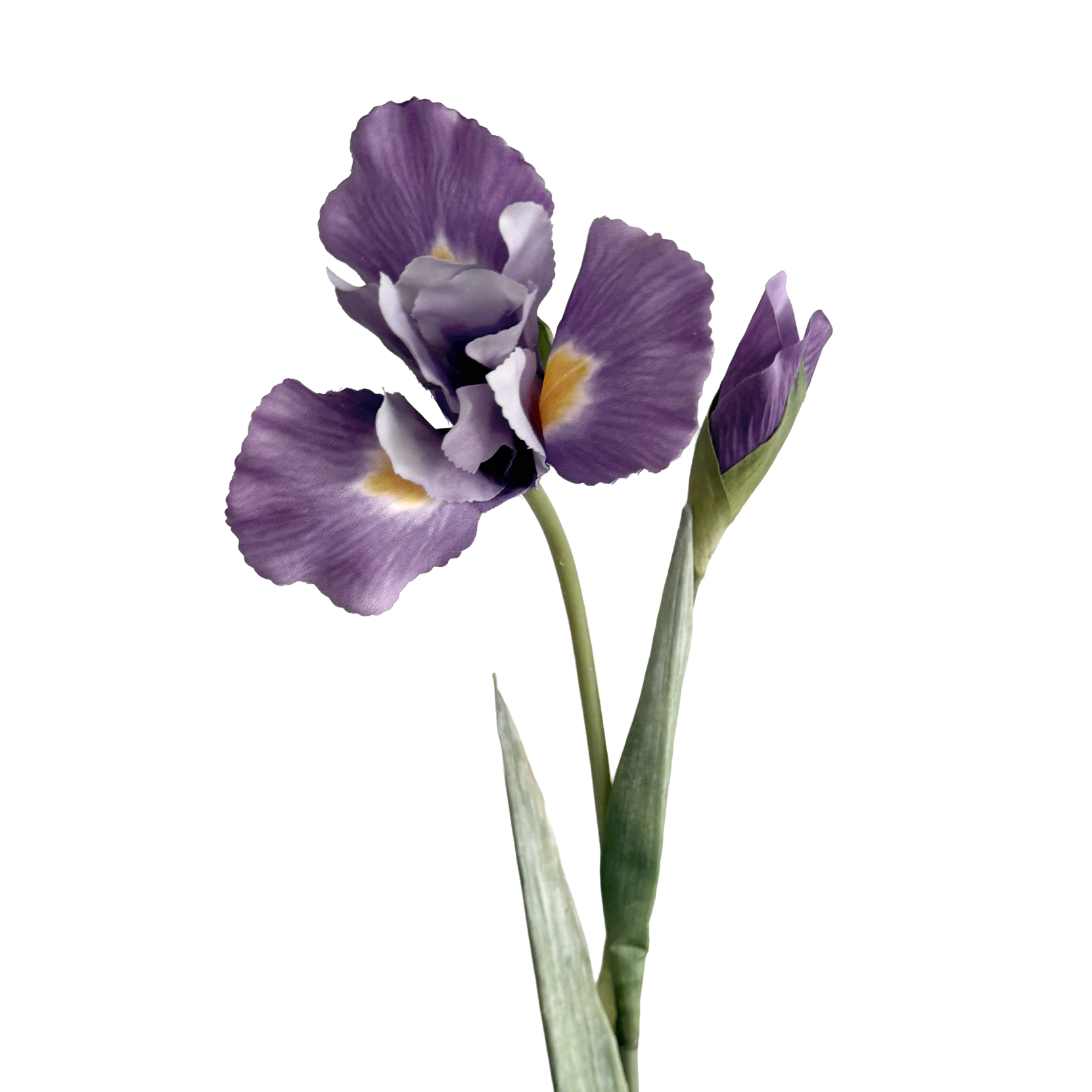 Iris — Lavender Purple