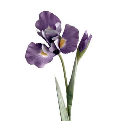 Iris — Lavender Purple
