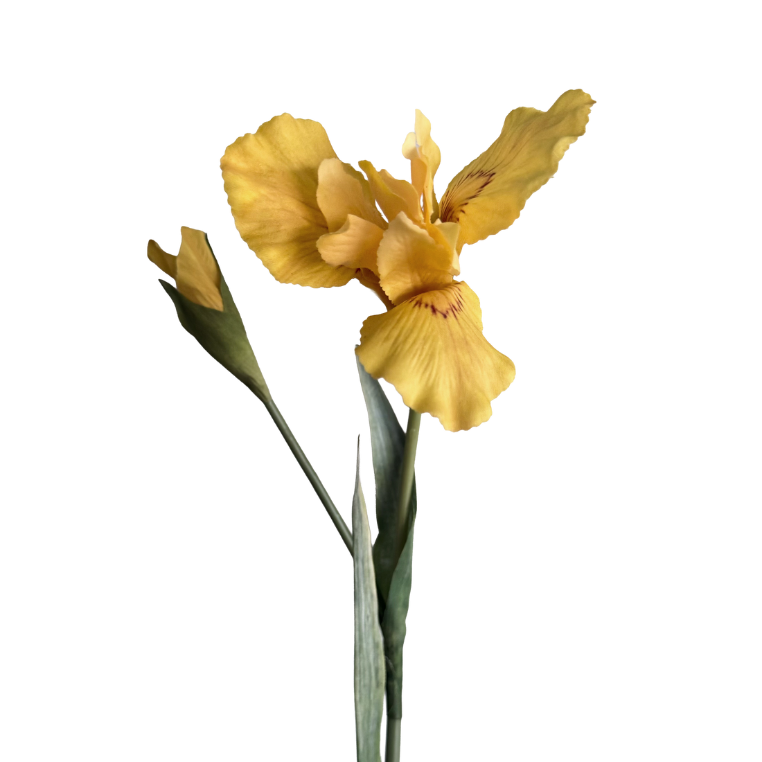 Iris — Warm Yellow