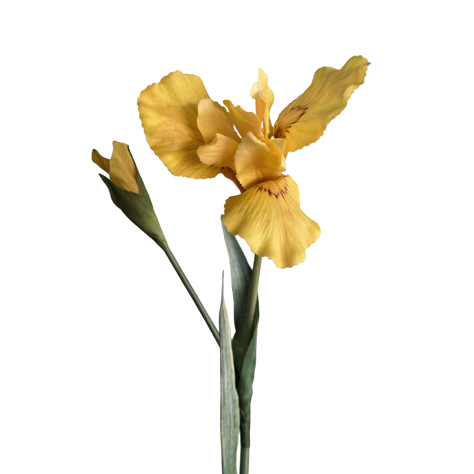 Iris — Warm Yellow