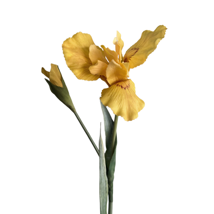 Iris — Warm Yellow