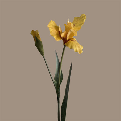 Iris — Warm Yellow