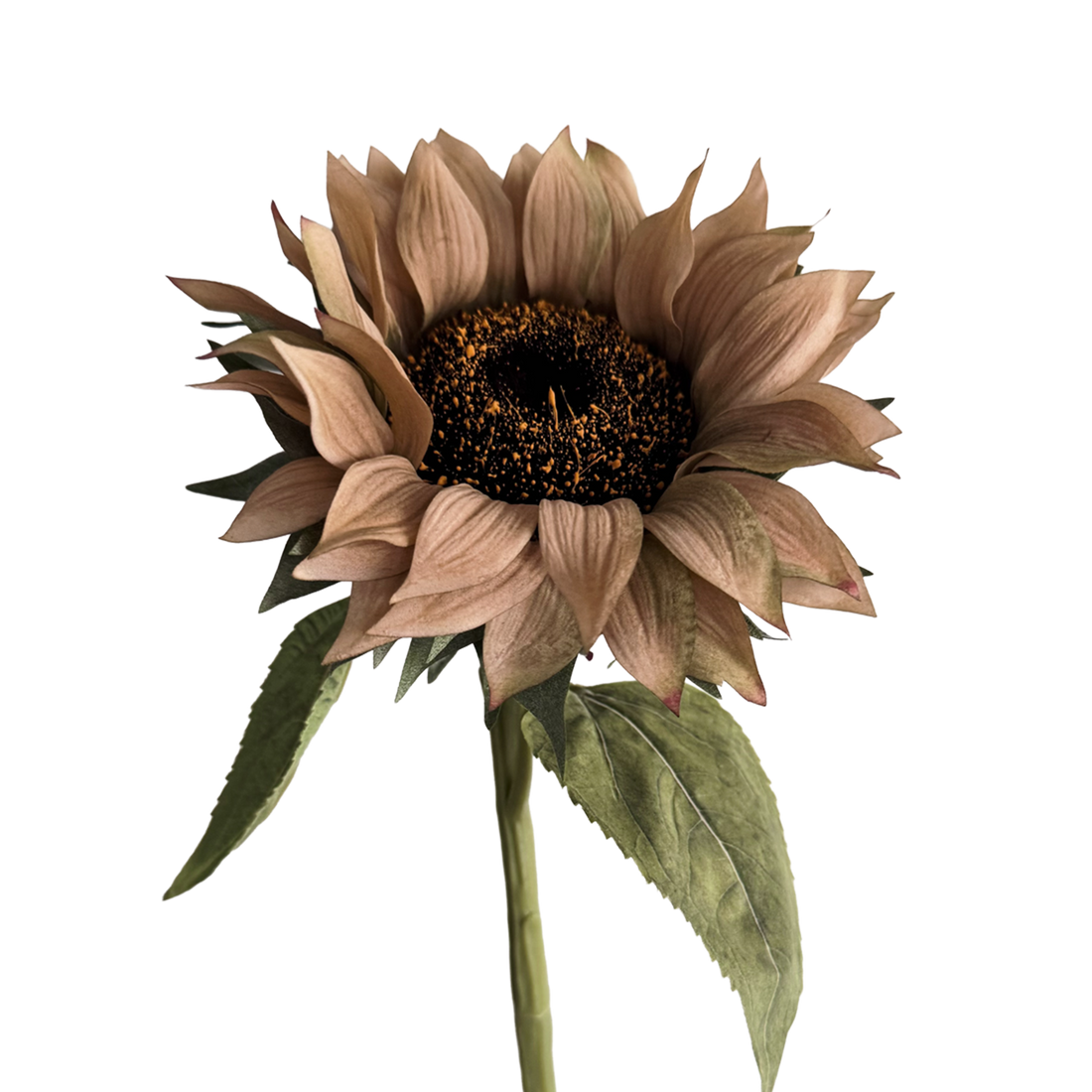 Sunflower — Cocoa Brown