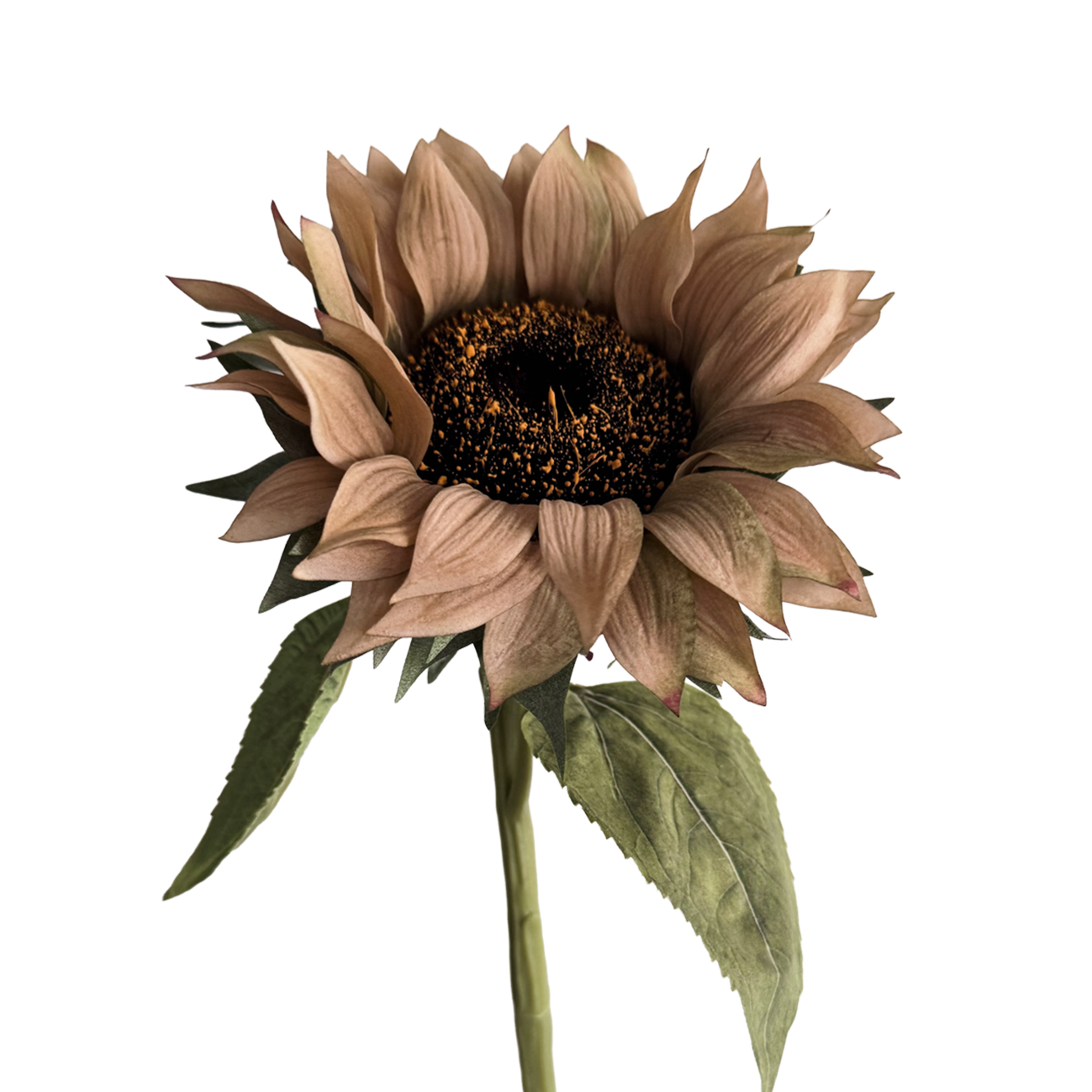 Sunflower — Cocoa Brown