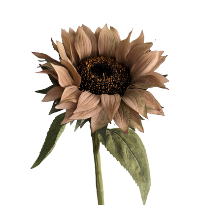Sunflower — Cocoa Brown