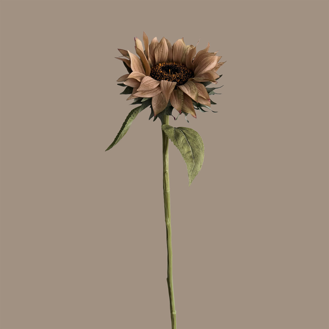 Sunflower — Cocoa Brown