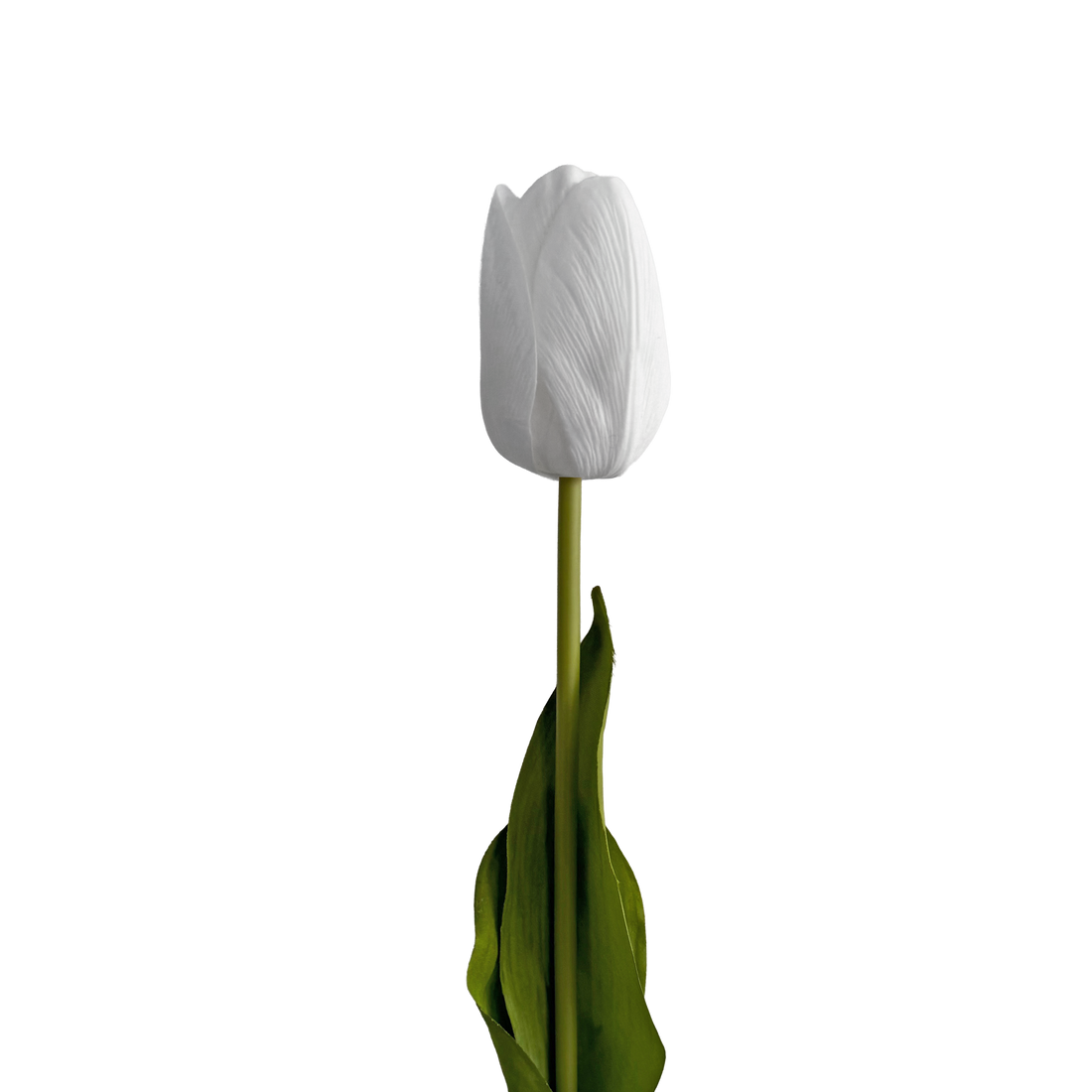 Tulip — Clear White