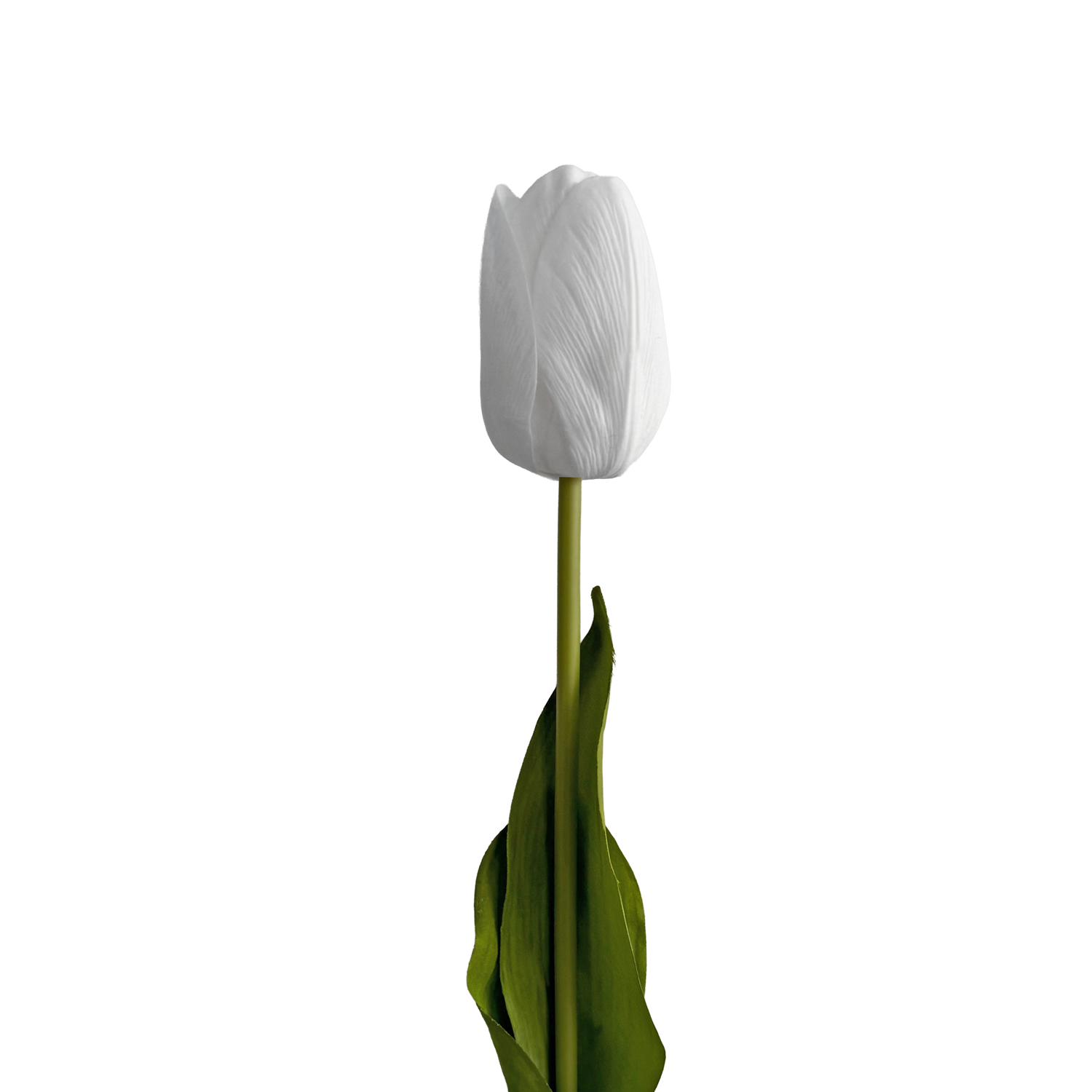 Tulip — Clear White