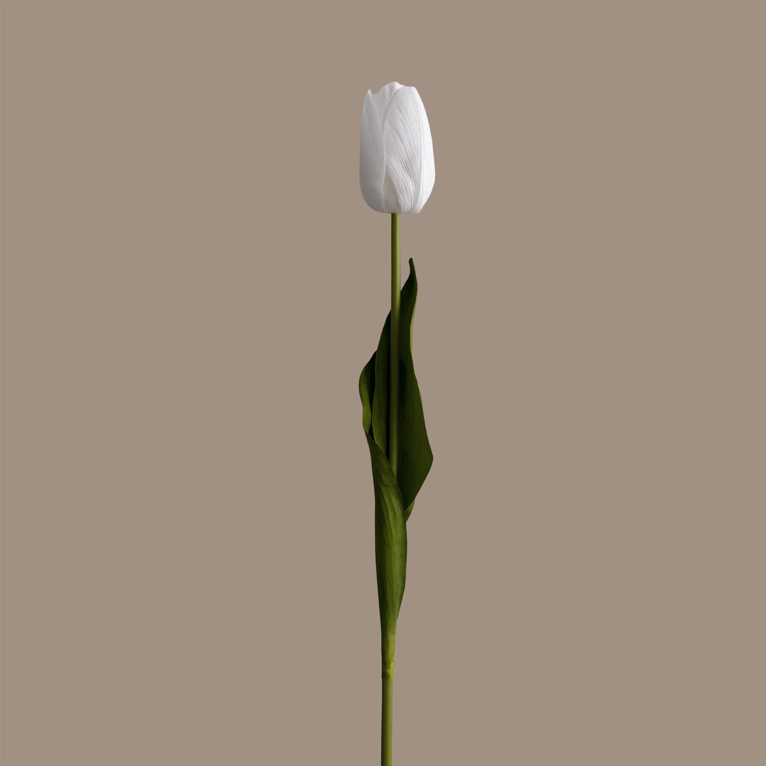 Tulip — Clear White