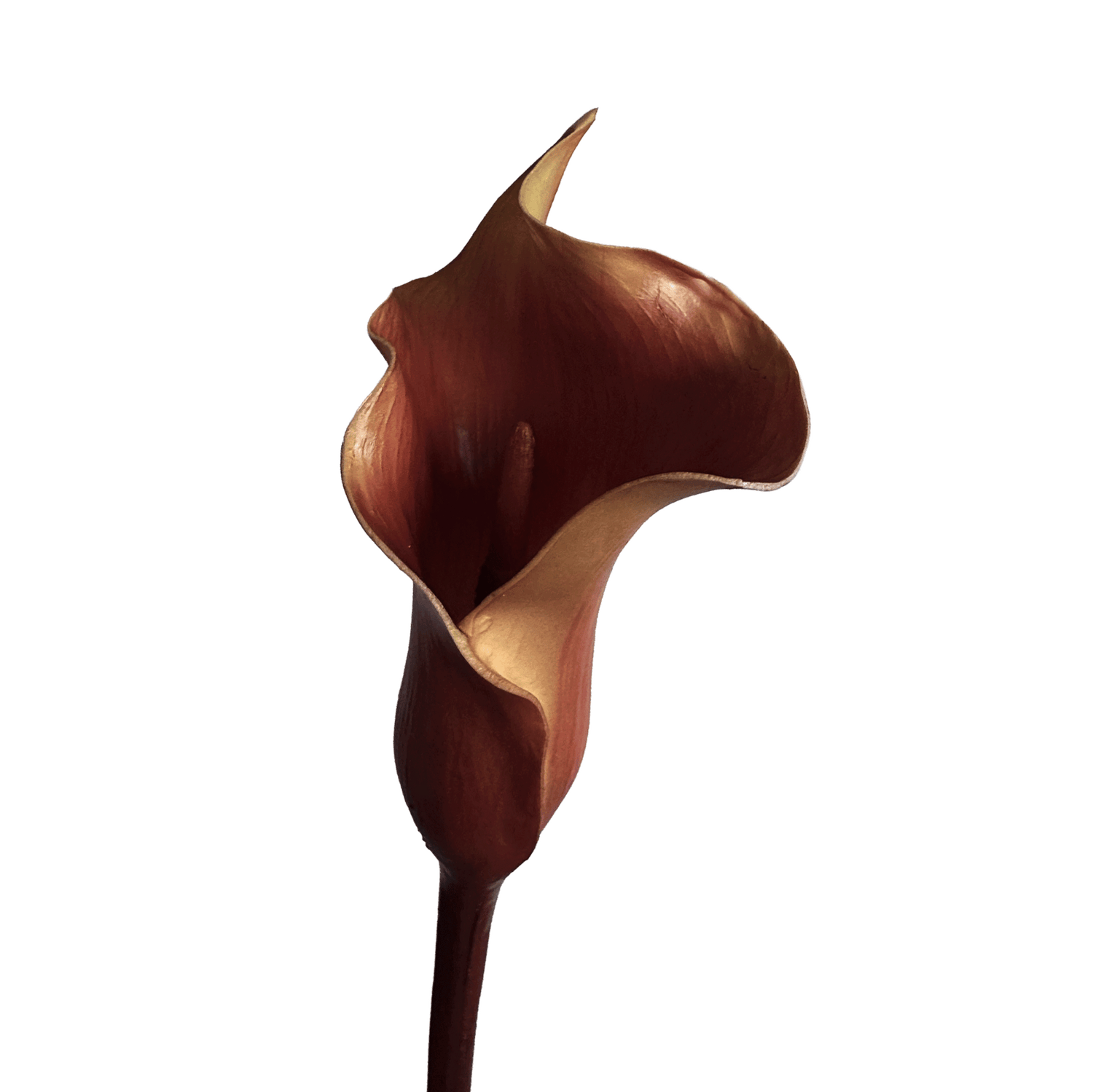Calla Lily — Burnished Crimson