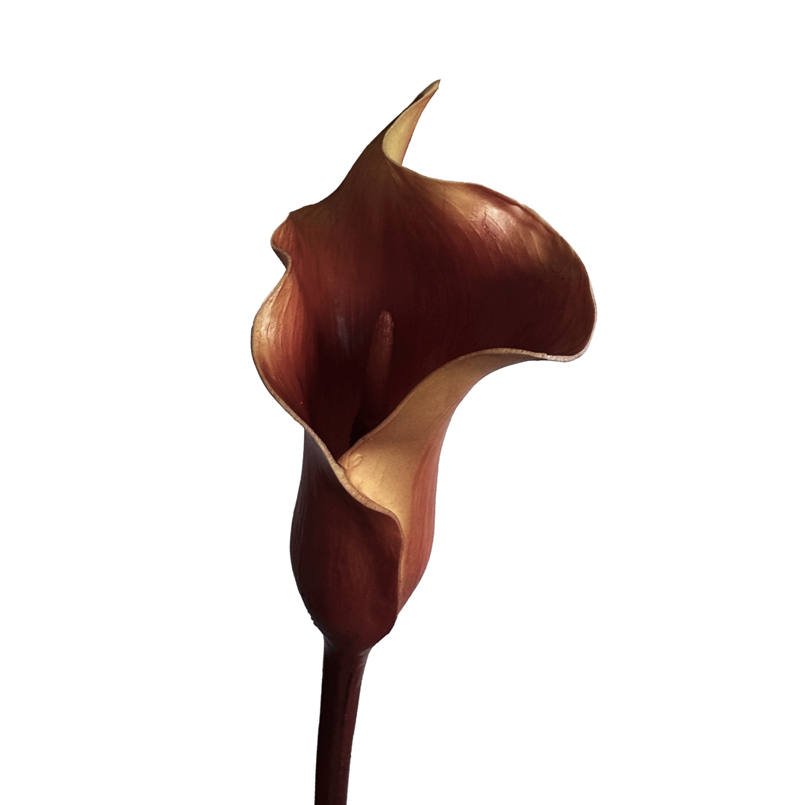 Calla Lily — Burnished Crimson
