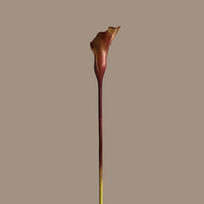 Calla Lily — Burnished Crimson
