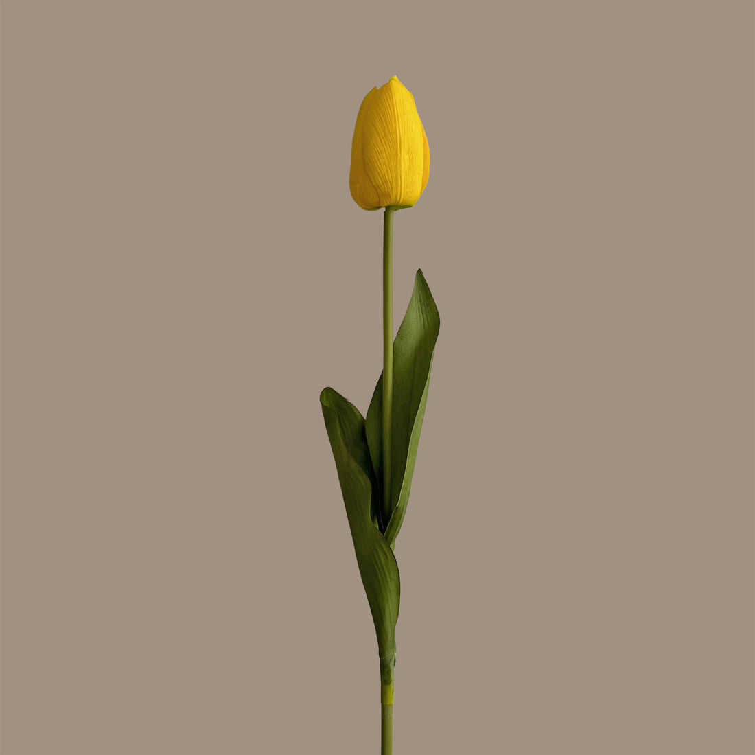 Tulip — Vivid Yellow