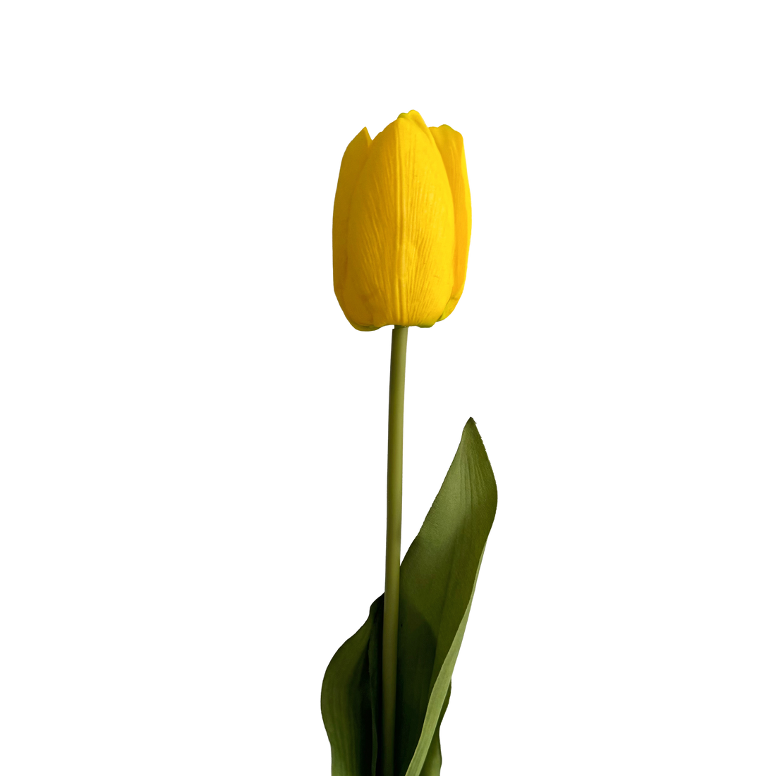 Tulip — Vivid Yellow