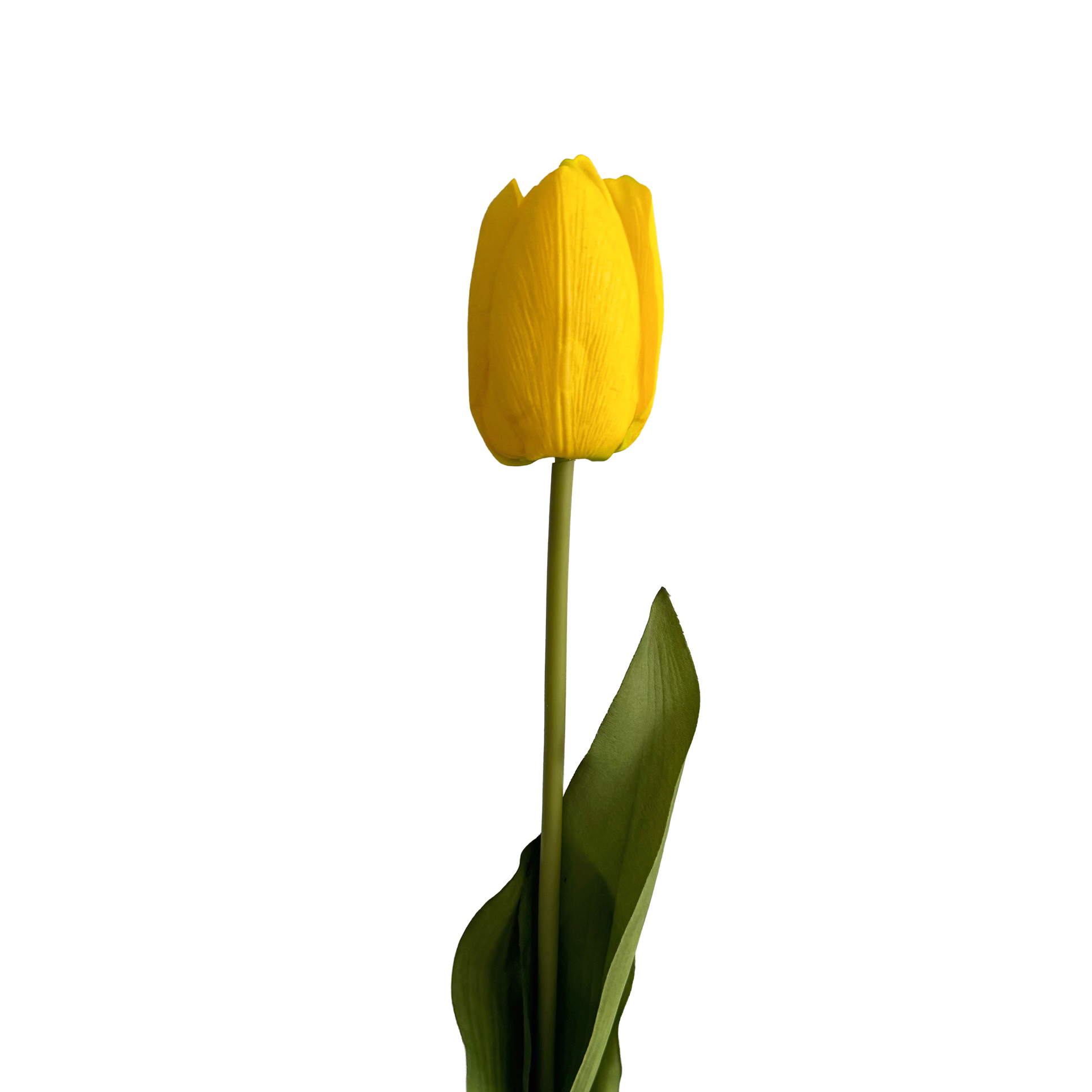 Tulip — Vivid Yellow
