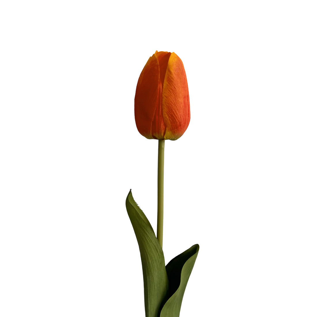 Tulip — Dawn Orange