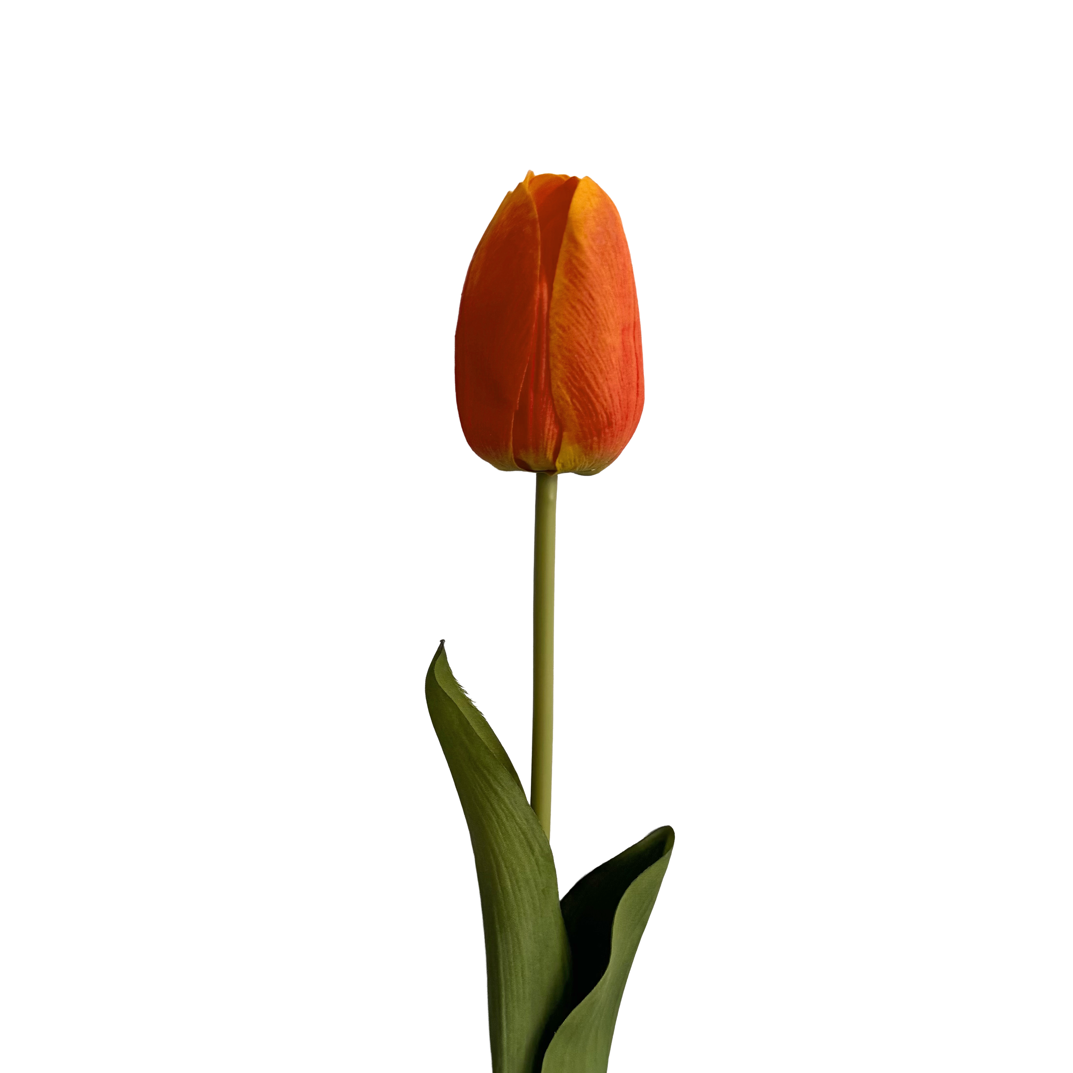 Tulip — Dawn Orange