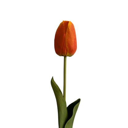 Tulip — Dawn Orange