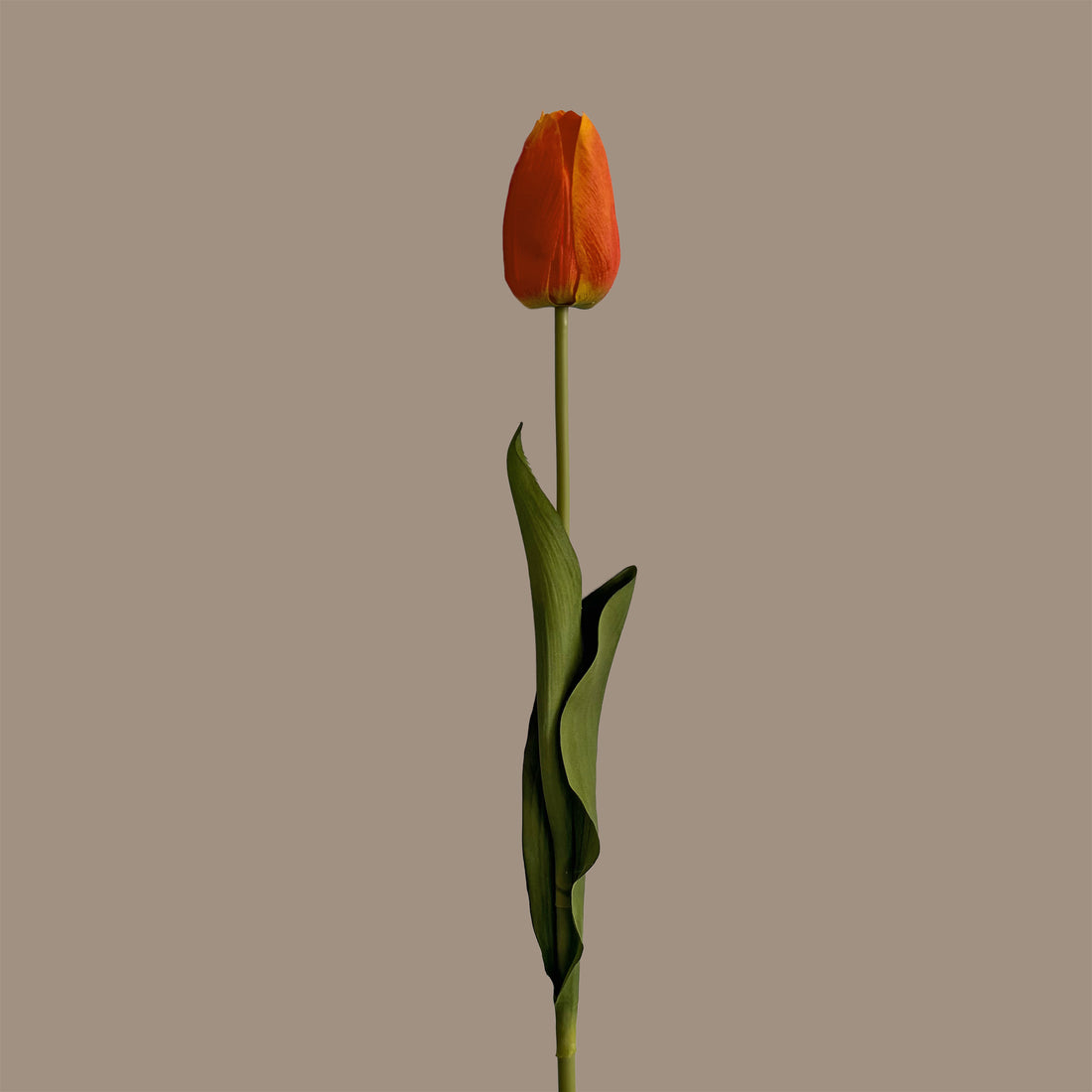 Tulip — Dawn Orange