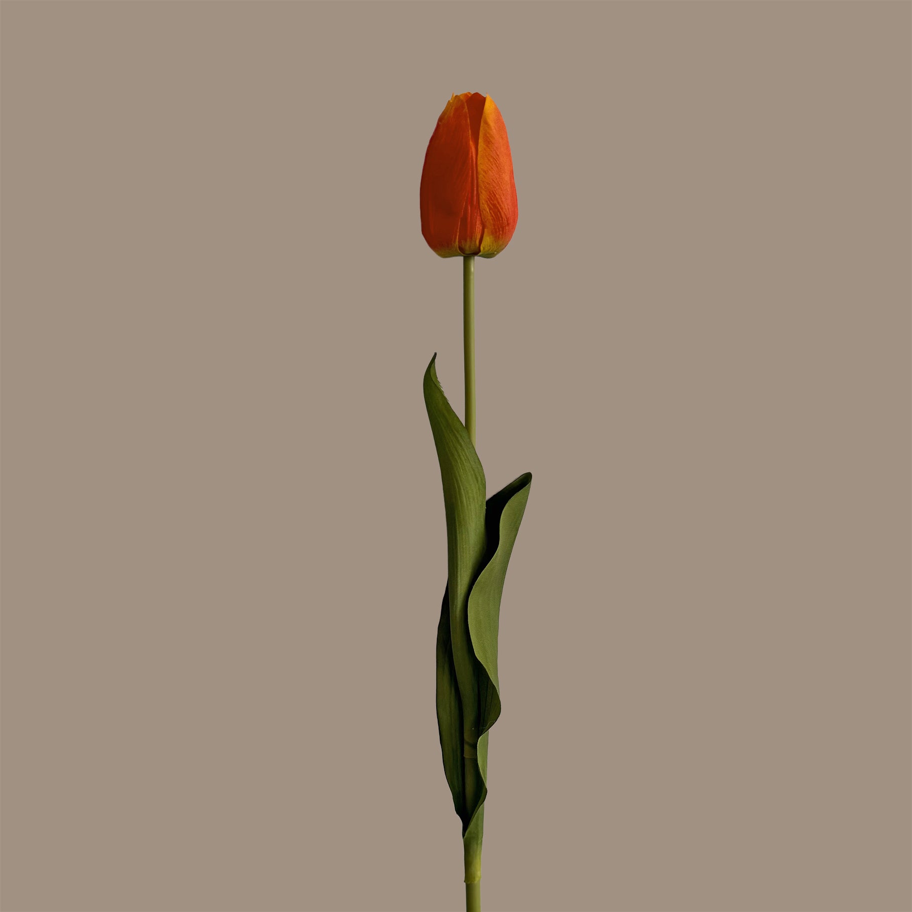 Tulip — Dawn Orange