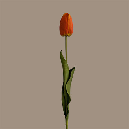 Tulip — Dawn Orange