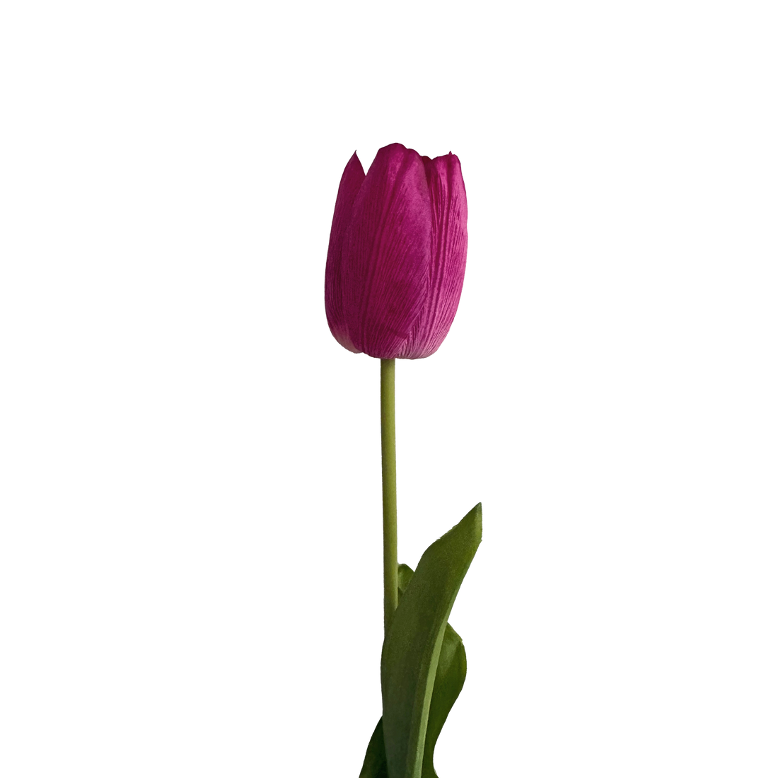 Tulip — Claret Violet Pink
