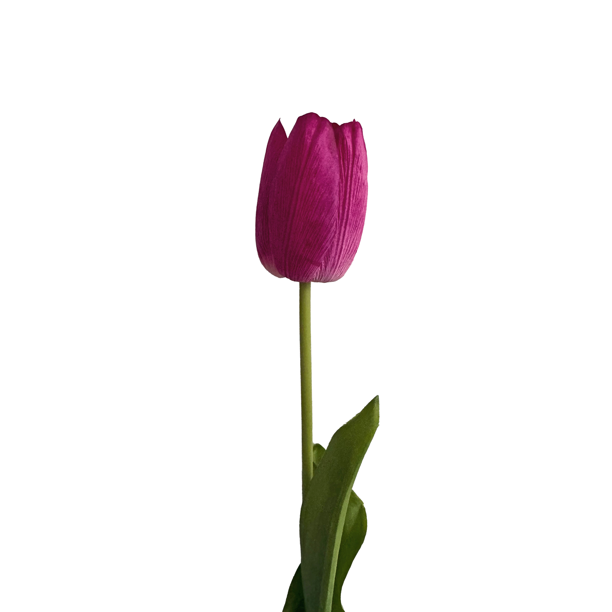 Tulip — Claret Violet Pink