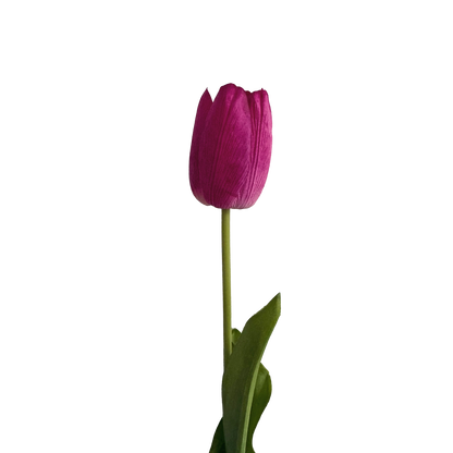 Tulip — Claret Violet Pink