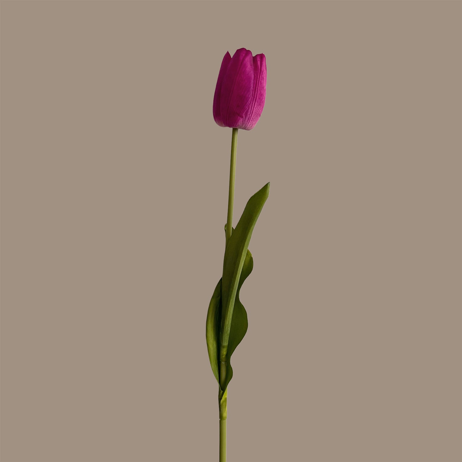 Tulip — Claret Violet Pink