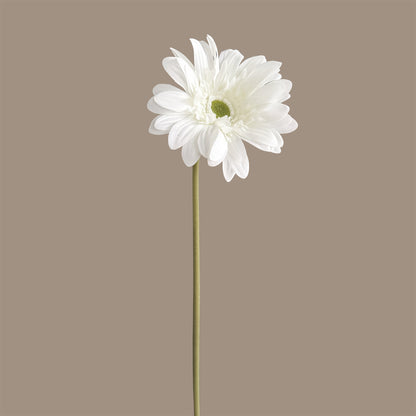 Gerbera — Soft White