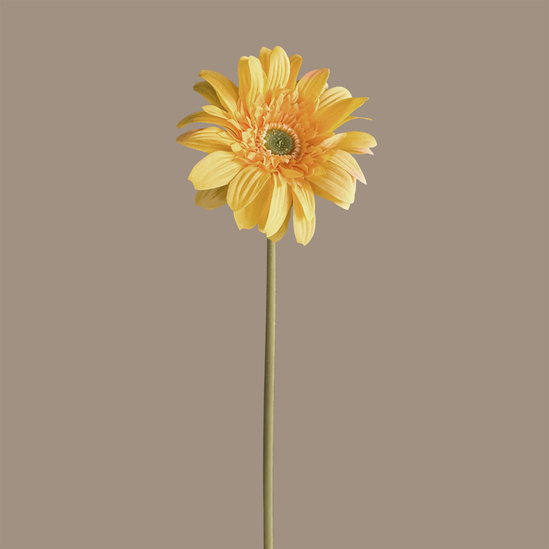 Gerbera — Golden Yellow